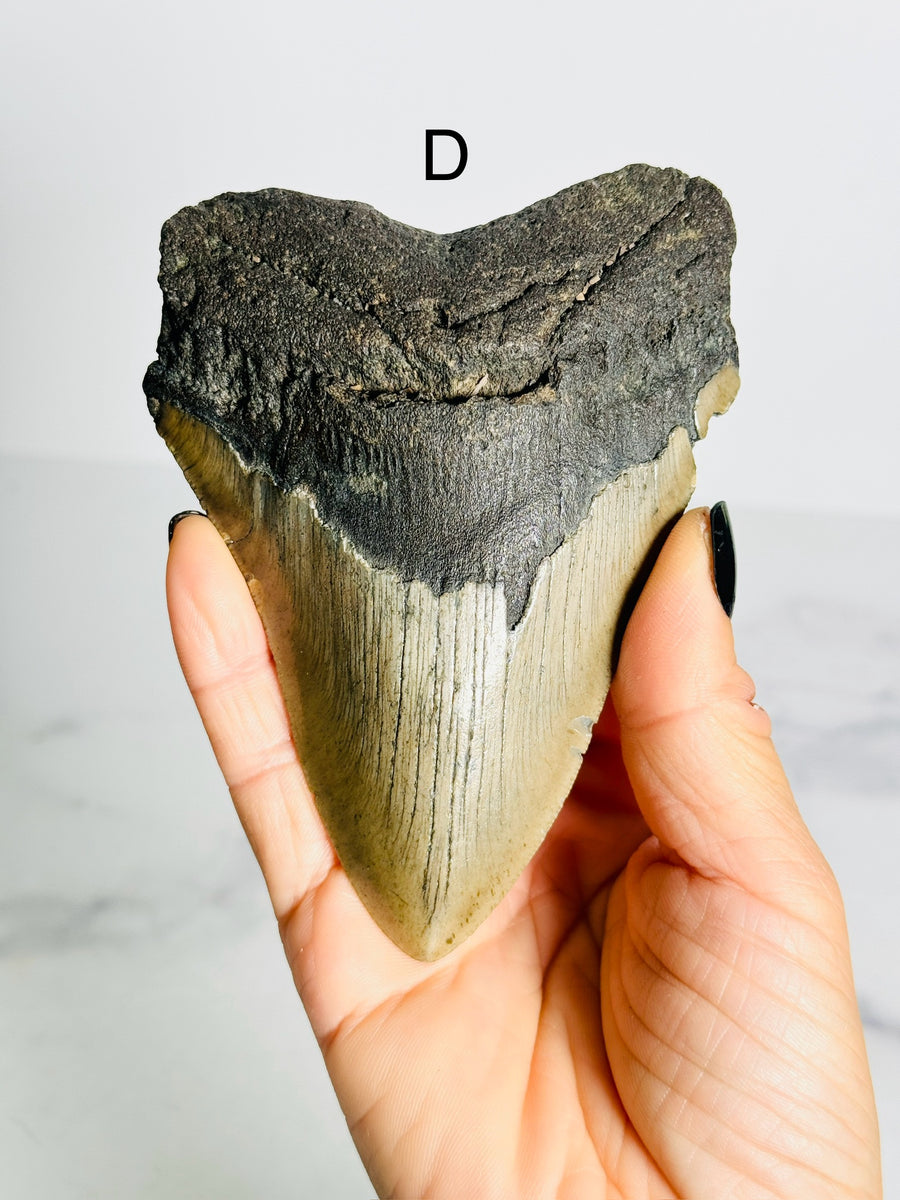 Megalodon Shark Tooth