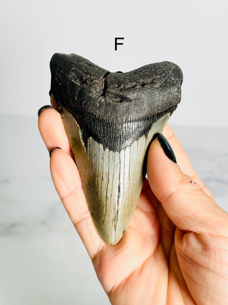 Megalodon Shark Tooth