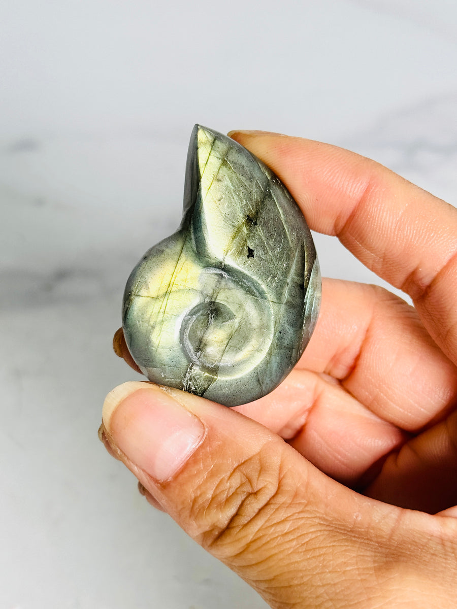 Labradorite Shell Carving