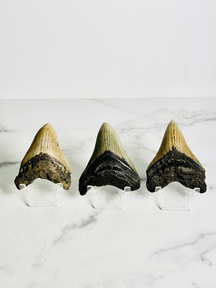 Megalodon Shark Tooth