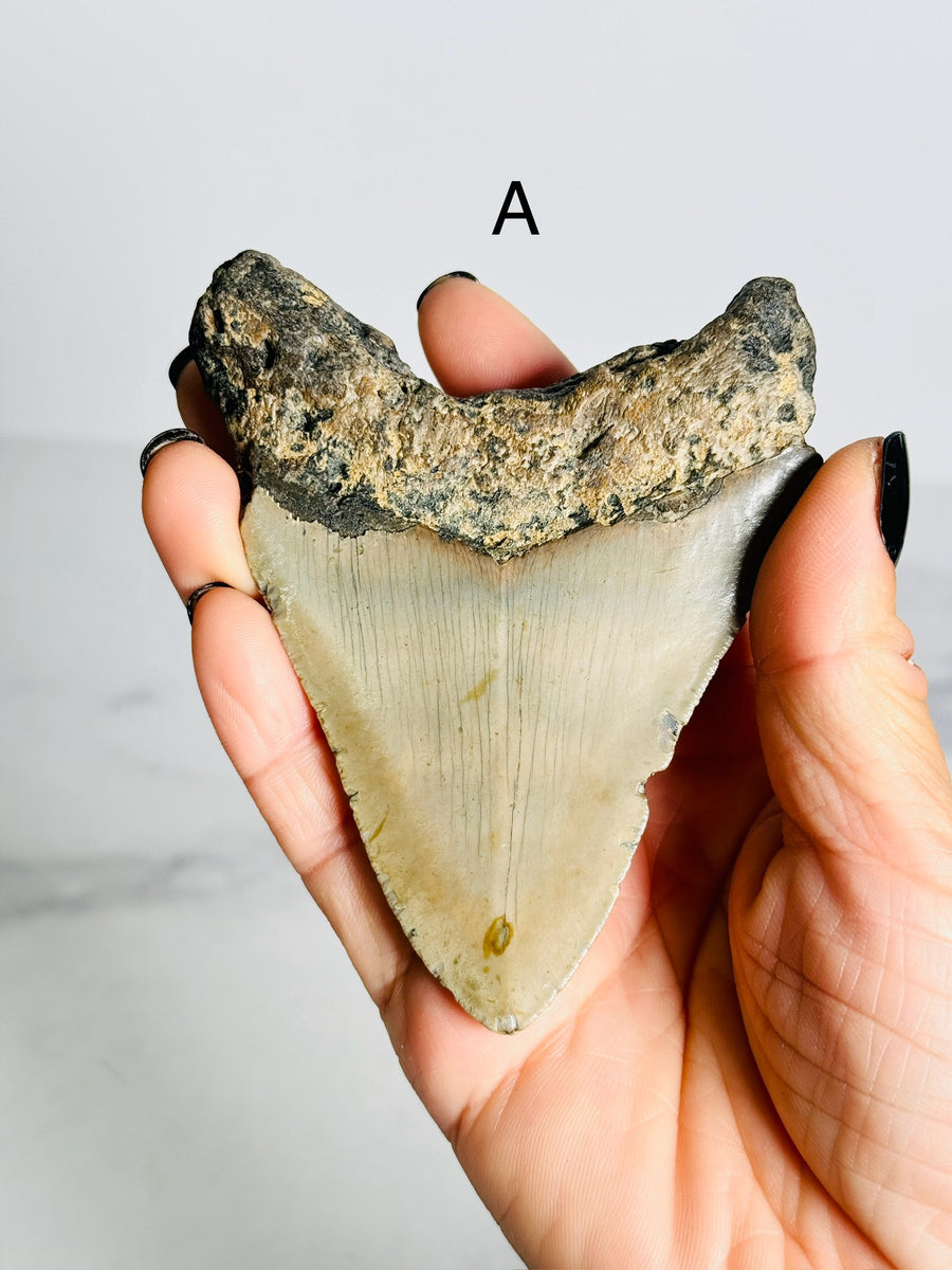 Megalodon Shark Tooth