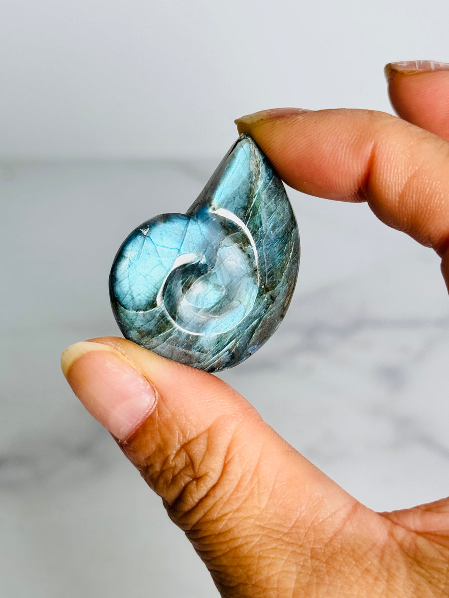 Labradorite Shell Carving