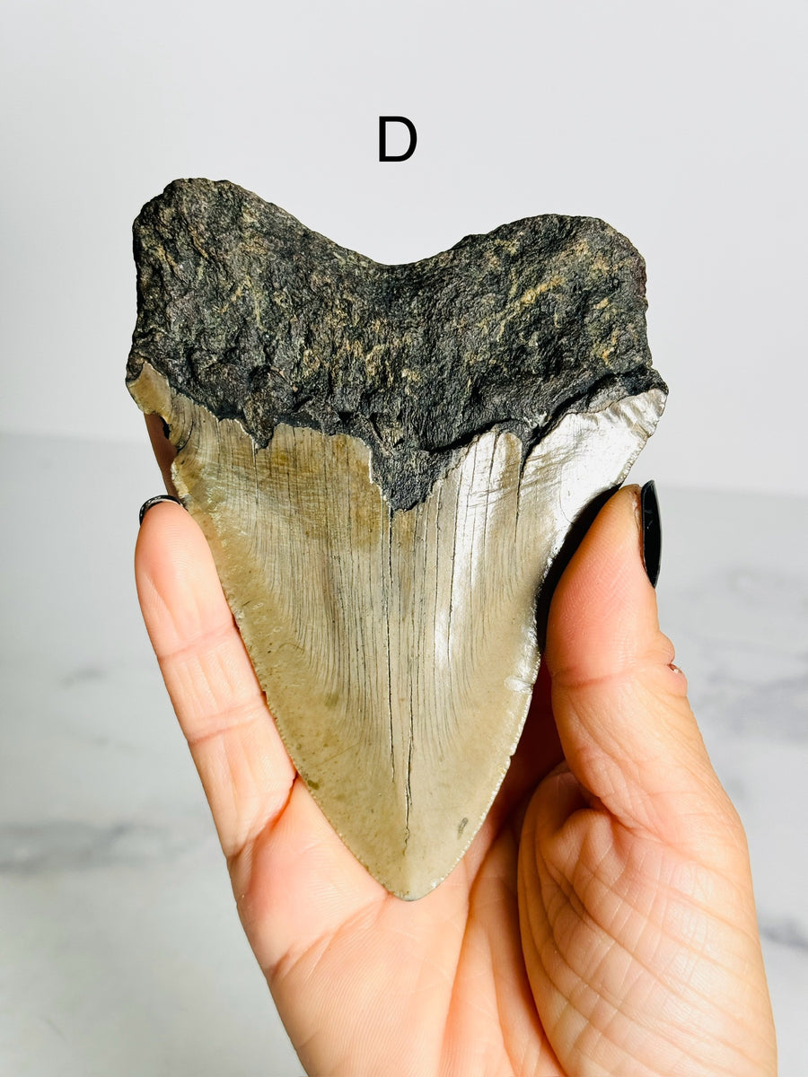 Megalodon Shark Tooth