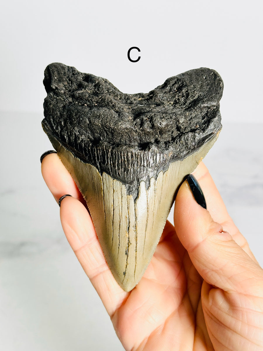 Megalodon Shark Tooth