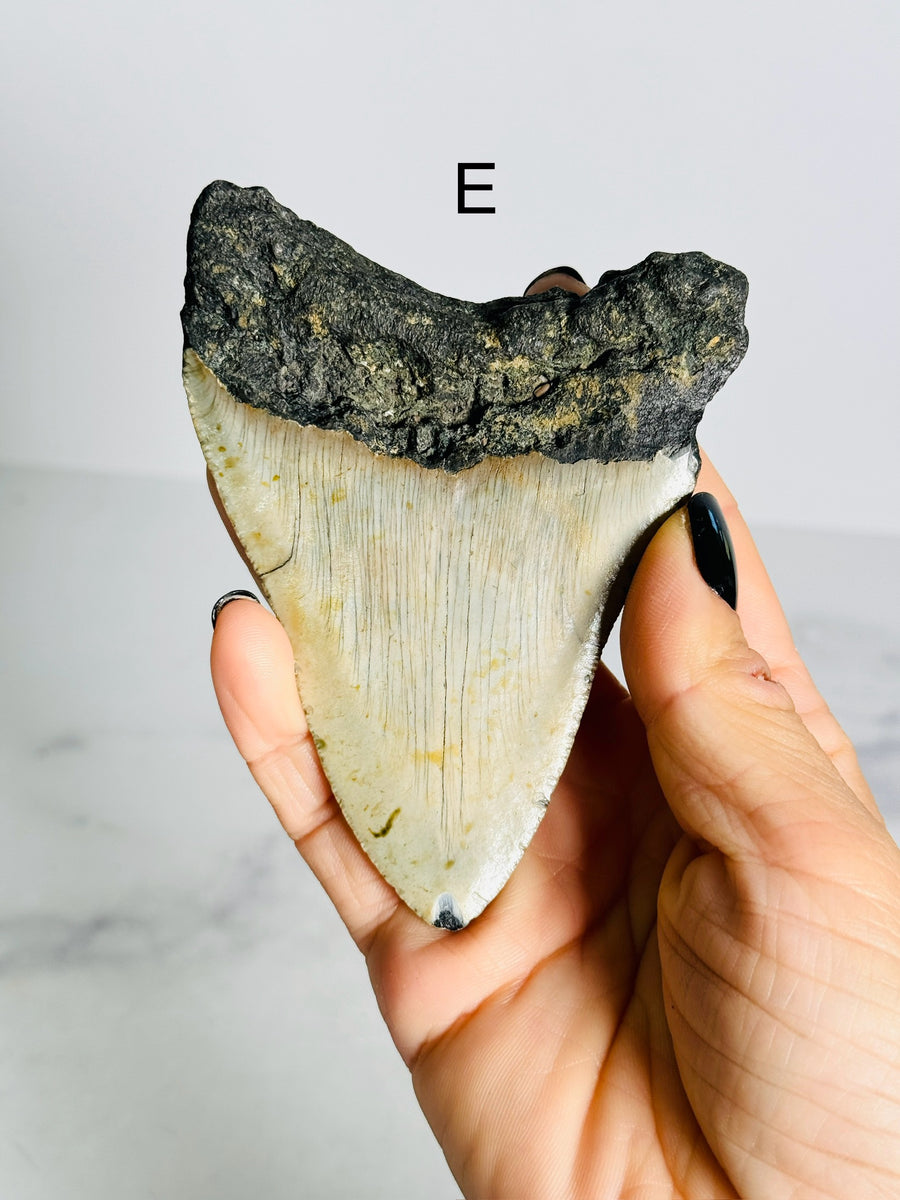 Megalodon Shark Tooth