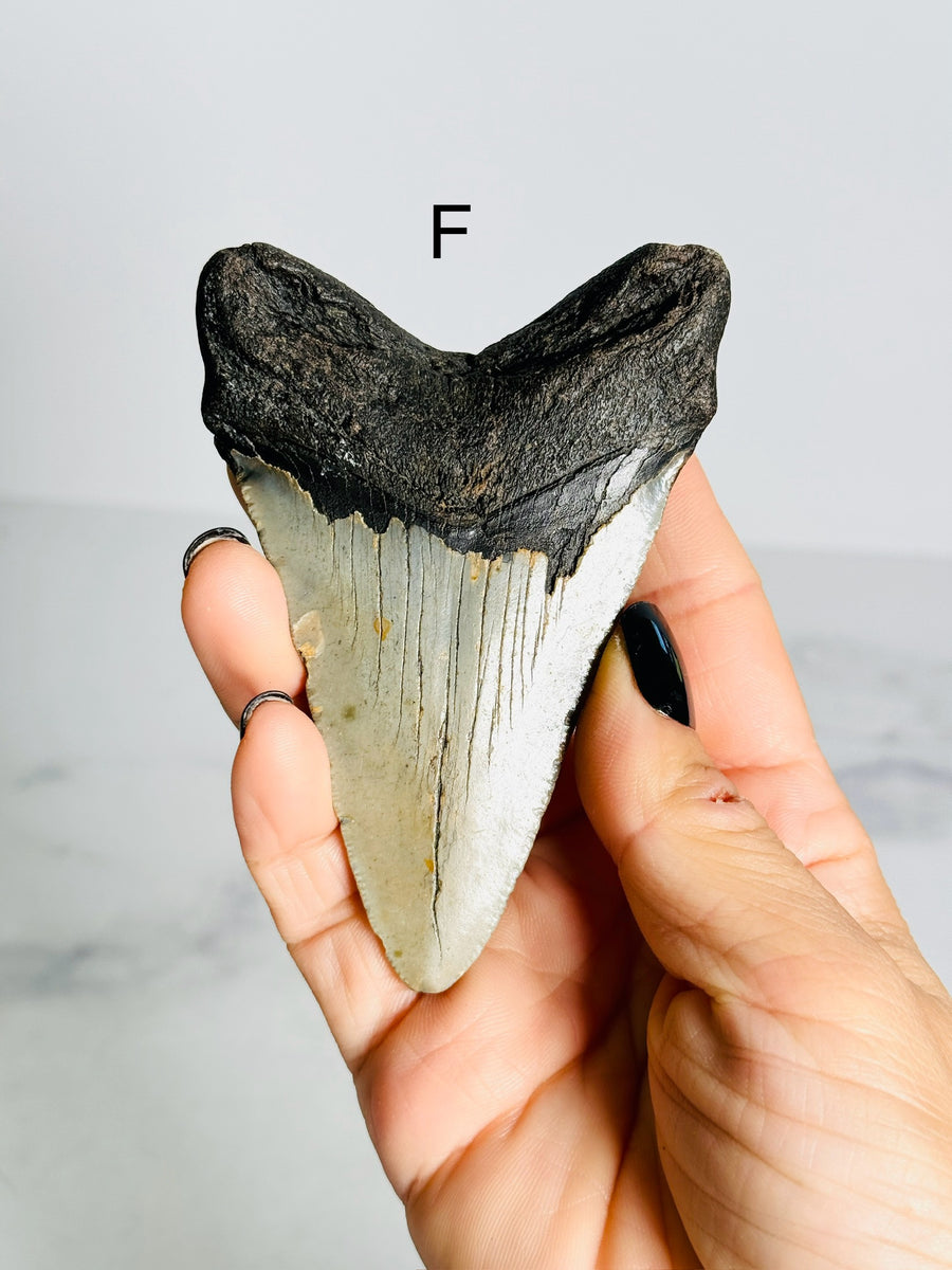 Megalodon Shark Tooth