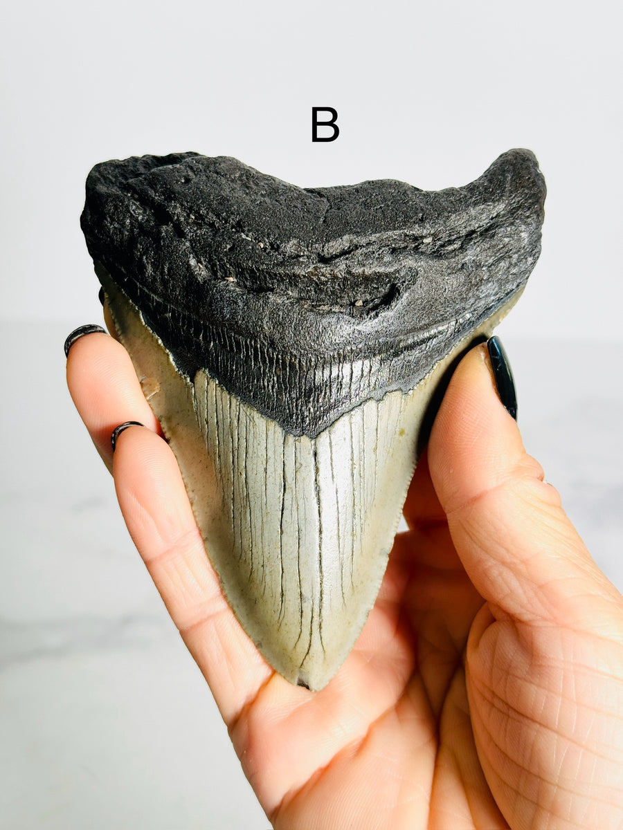 Megalodon Shark Tooth