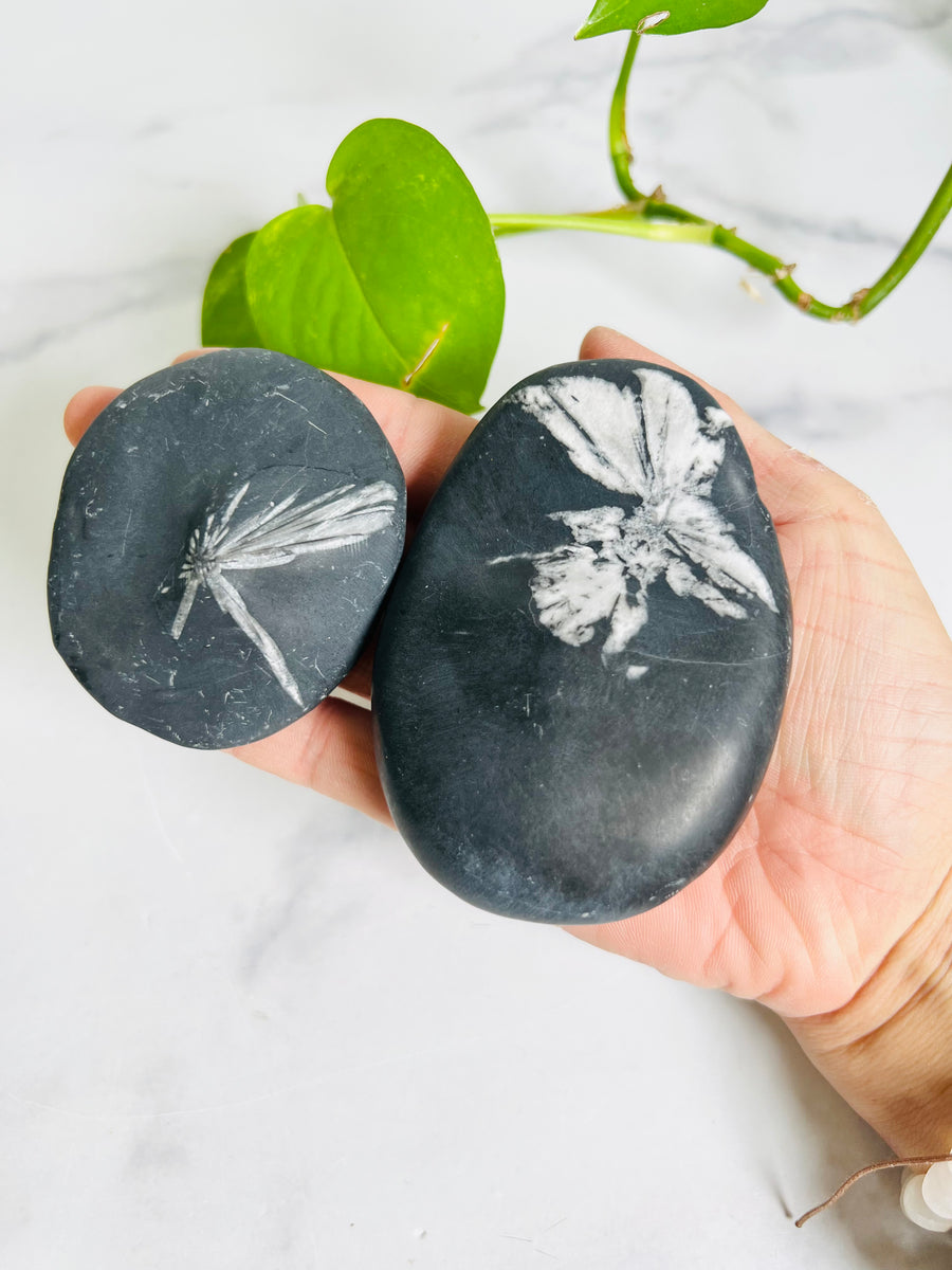 Chrysanthemum Stone Palm Stone